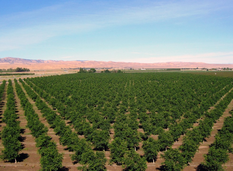 Toprak Analizi Nedir ve Neden Önemlidir?
